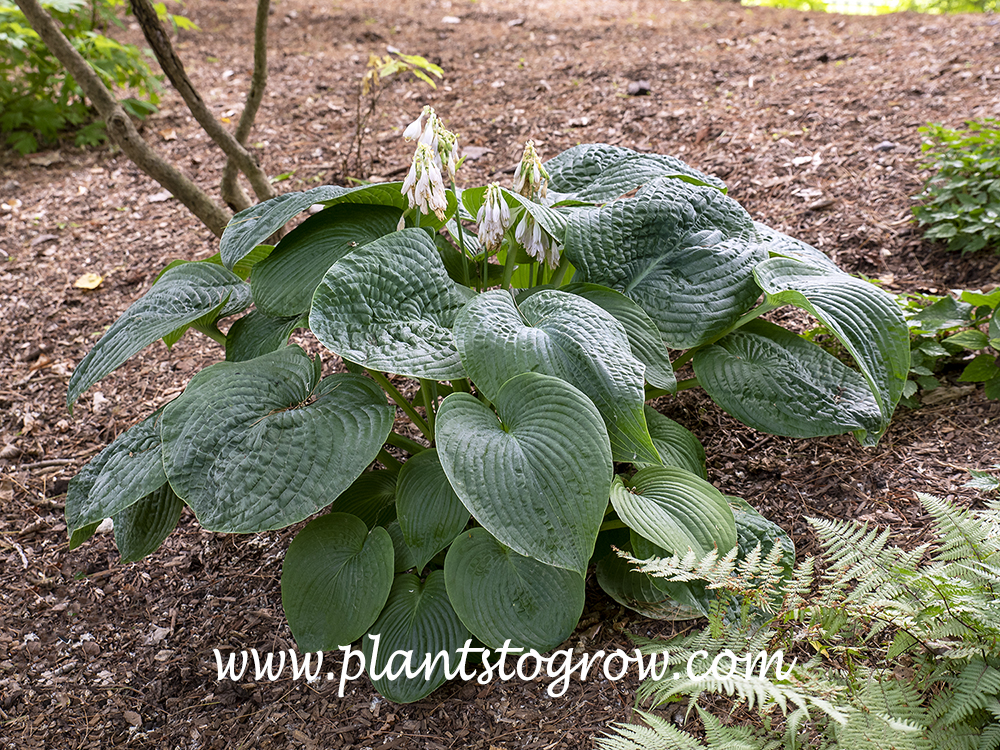 Hosta Blue Blazes